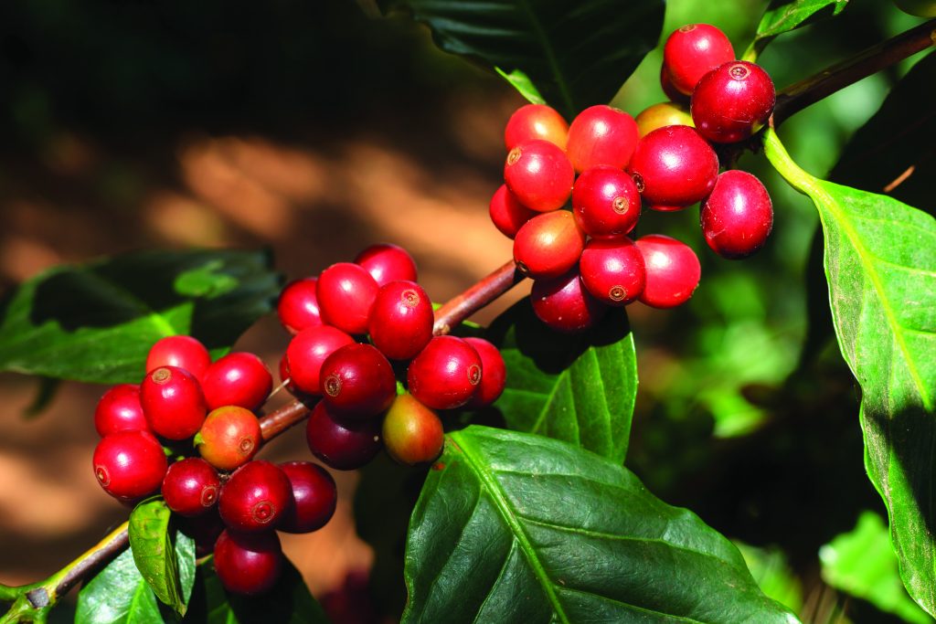 Você sabia que o café é uma fruta?