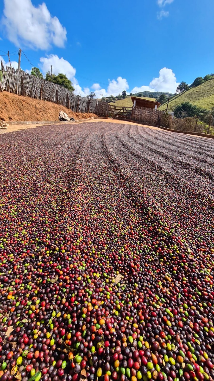 Processamento dos cafés