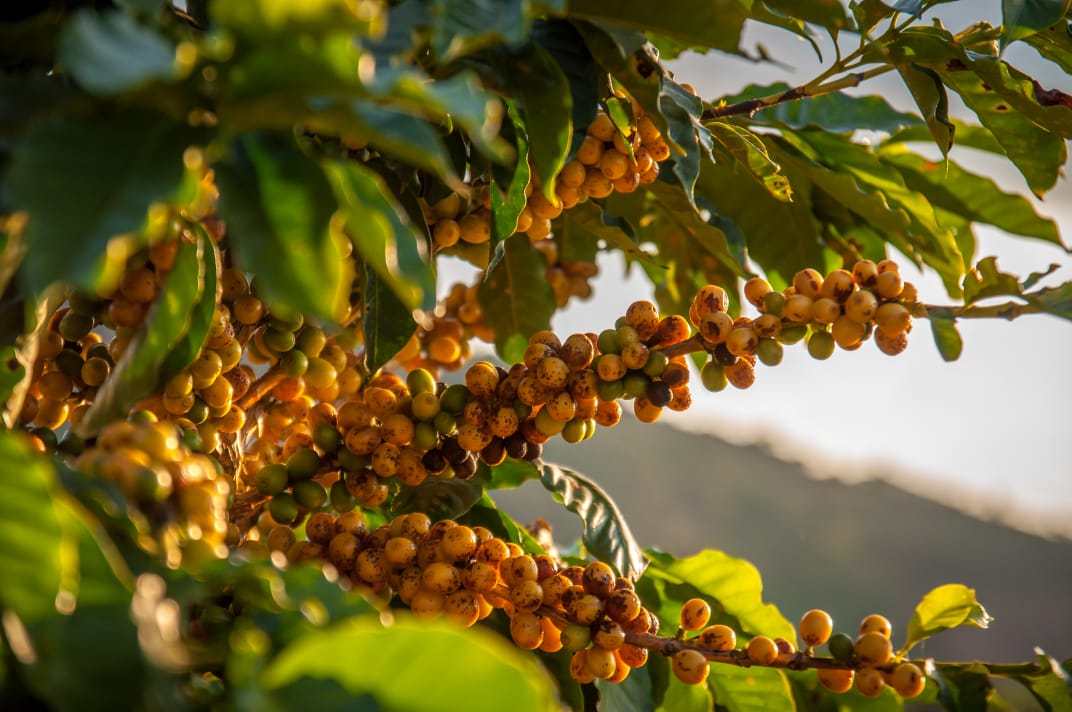 O que faz um café ser especial?