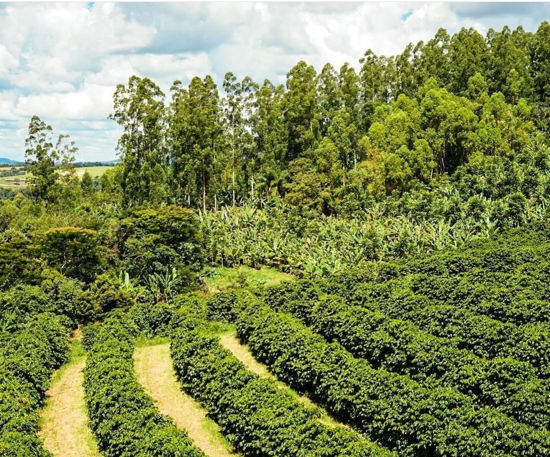 No dia Mundial do Meio Ambiente vamos falar de agricultura regenerativa?