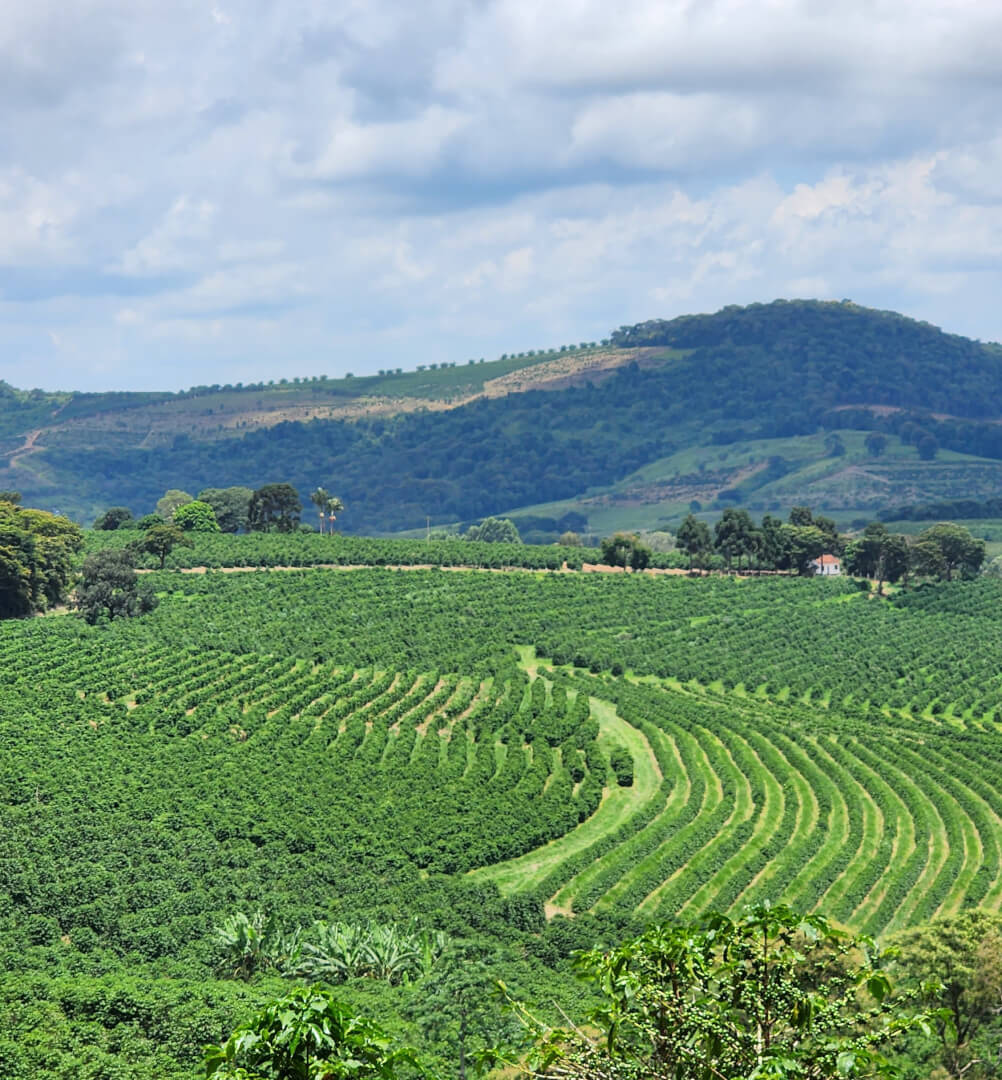 Como o clima tem impactado as lavouras cafeeiras