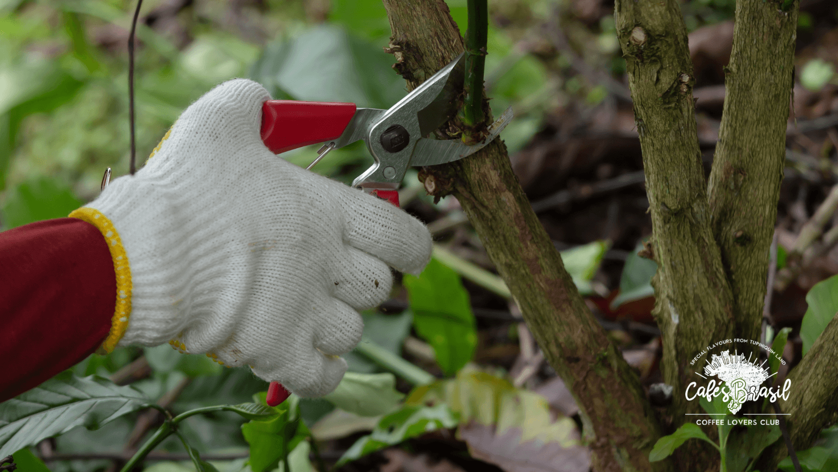 Explorando os diferentes tipos de poda no cultivo de café
