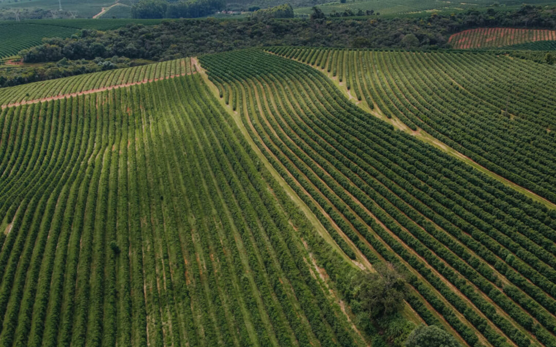 O Novo Cenário do Café: O aumento nos preços gera valorização de práticas sustentáveis