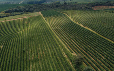 O Novo Cenário do Café: O aumento nos preços gera valorização de práticas sustentáveis